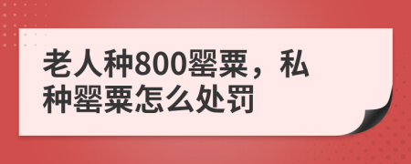 老人種800罌粟，私種罌粟怎么處罰