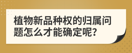 植物新品種權的歸屬問題怎么才能確定呢？