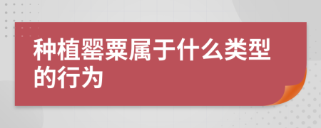 種植罌粟屬于什么類(lèi)型的行為