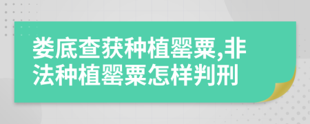 婁底查獲種植罌粟,非法種植罌粟怎樣判刑