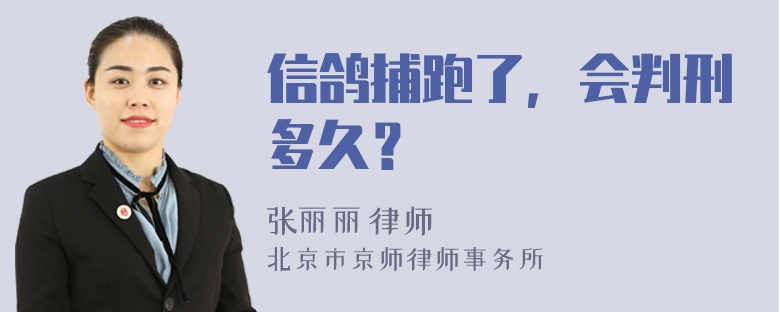 信鸽捕跑了，会判刑多久？