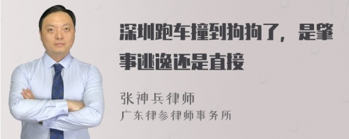 深圳跑车撞到狗狗了，是肇事逃逸还是直接