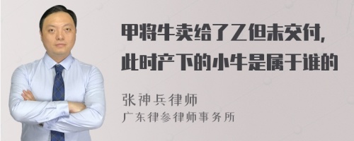 甲将牛卖给了乙但未交付，此时产下的小牛是属于谁的