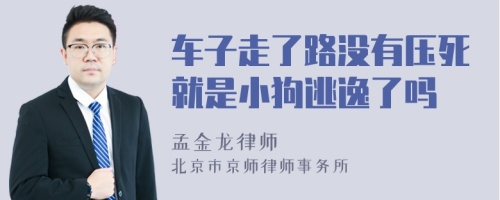 车子走了路没有压死就是小狗逃逸了吗