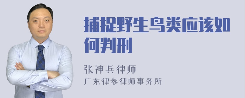 捕捉野生鸟类应该如何判刑