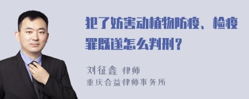 犯了妨害动植物防疫、检疫罪既遂怎么判刑？