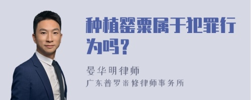 种植罂粟属于犯罪行为吗？