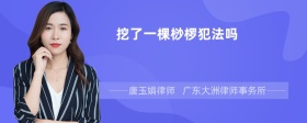 挖了一棵桫椤犯法吗