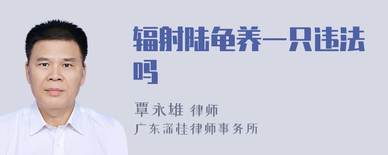 辐射陆龟养一只违法吗