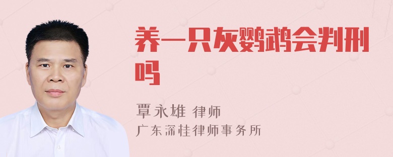 养一只灰鹦鹉会判刑吗