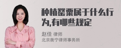 种植罂粟属于什么行为,有哪些规定