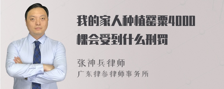 我的家人种植罂粟4000棵会受到什么刑罚