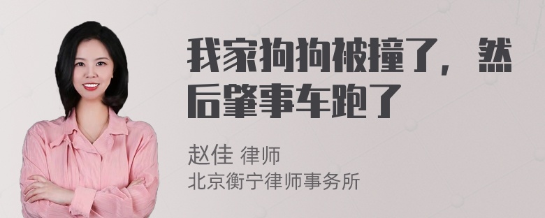 我家狗狗被撞了，然后肇事车跑了