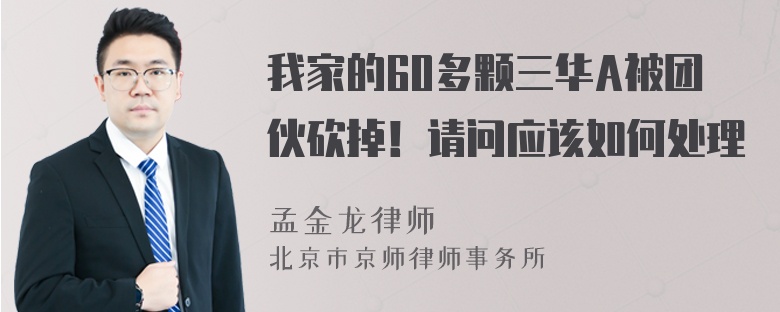 我家的60多颗三华A被团伙砍掉！请问应该如何处理