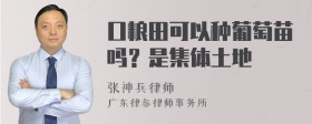 口粮田可以种葡萄苗吗？是集体土地