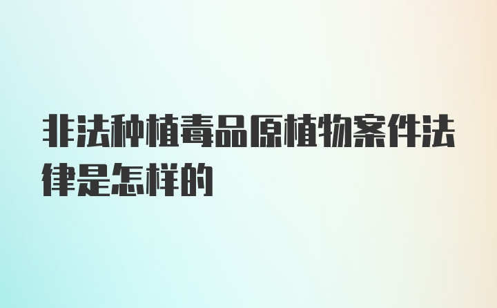 非法种植毒品原植物案件法律是怎样的