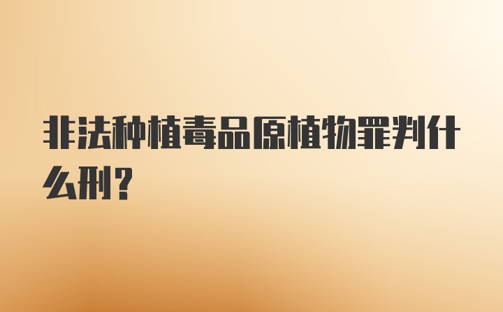 非法种植毒品原植物罪判什么刑？