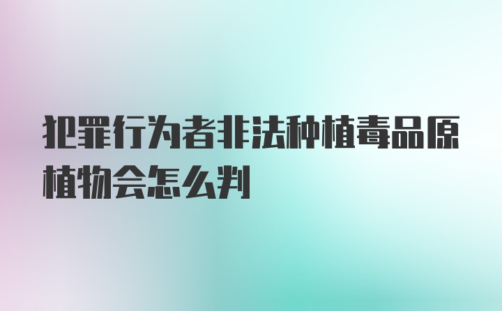 犯罪行为者非法种植毒品原植物会怎么判