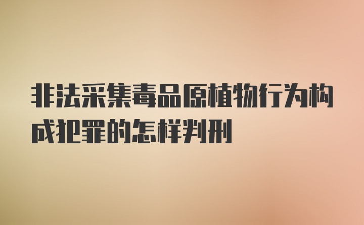 非法采集毒品原植物行为构成犯罪的怎样判刑