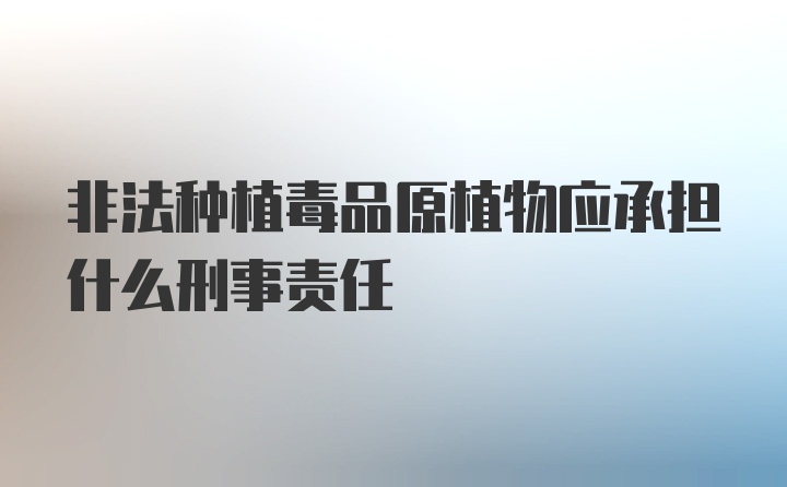 非法种植毒品原植物应承担什么刑事责任