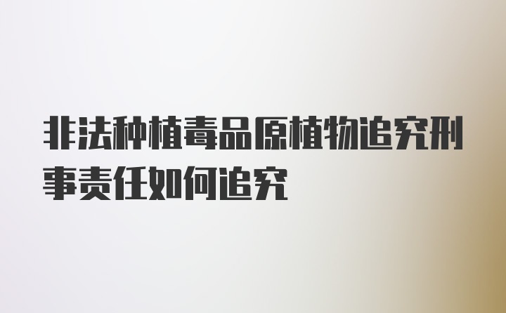 非法种植毒品原植物追究刑事责任如何追究