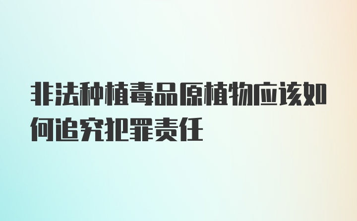 非法种植毒品原植物应该如何追究犯罪责任