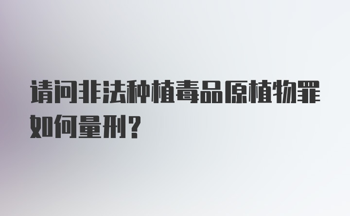 请问非法种植毒品原植物罪如何量刑？