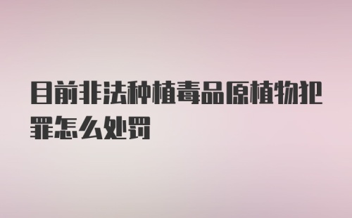 目前非法种植毒品原植物犯罪怎么处罚