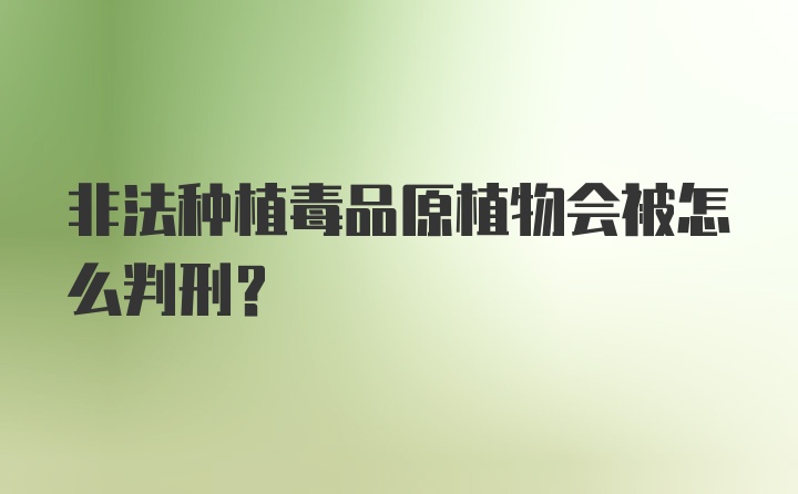 非法种植毒品原植物会被怎么判刑？