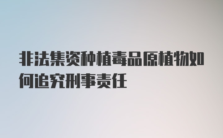 非法集资种植毒品原植物如何追究刑事责任