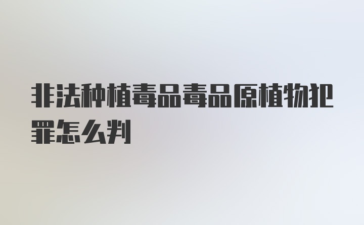 非法种植毒品毒品原植物犯罪怎么判