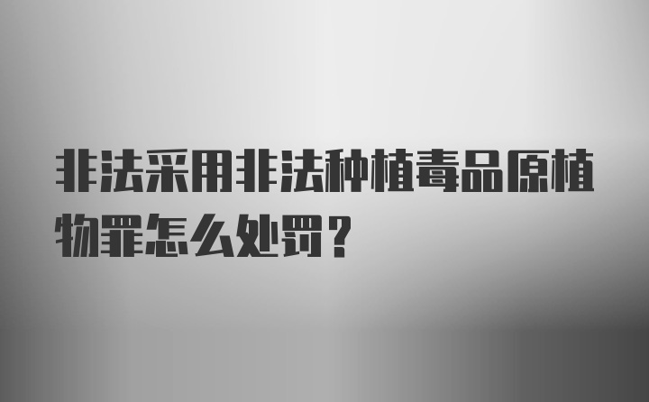 非法采用非法种植毒品原植物罪怎么处罚？