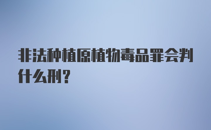 非法种植原植物毒品罪会判什么刑？