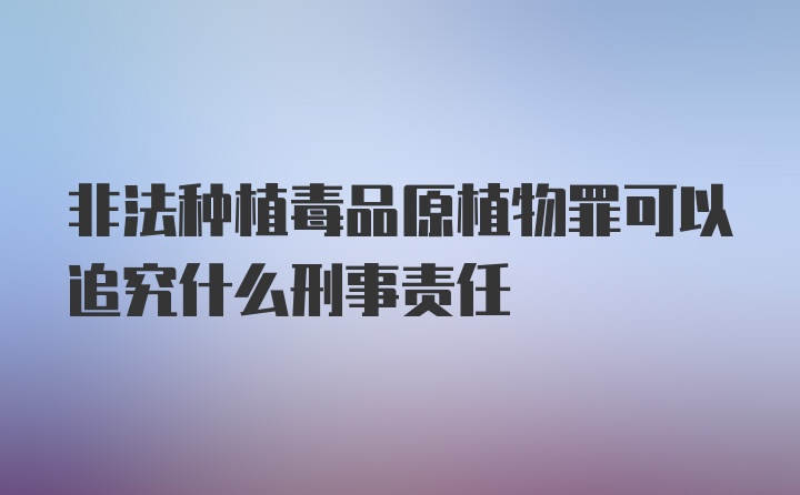 非法种植毒品原植物罪可以追究什么刑事责任