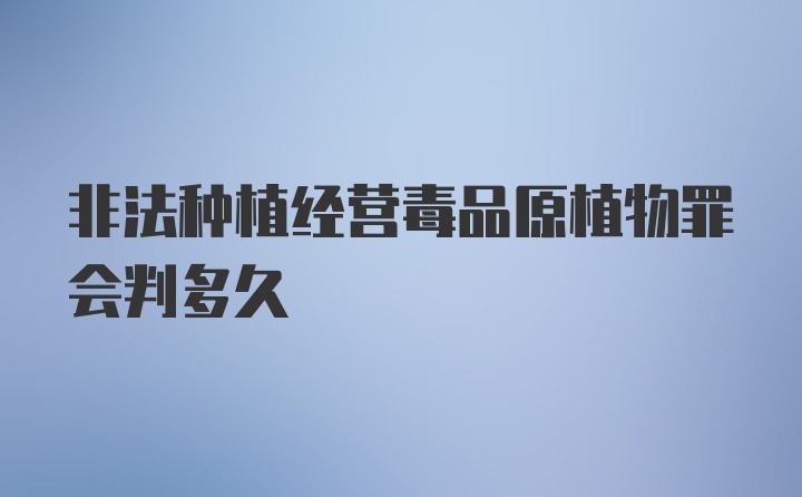 非法种植经营毒品原植物罪会判多久