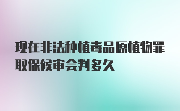 现在非法种植毒品原植物罪取保候审会判多久