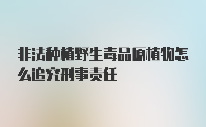 非法种植野生毒品原植物怎么追究刑事责任