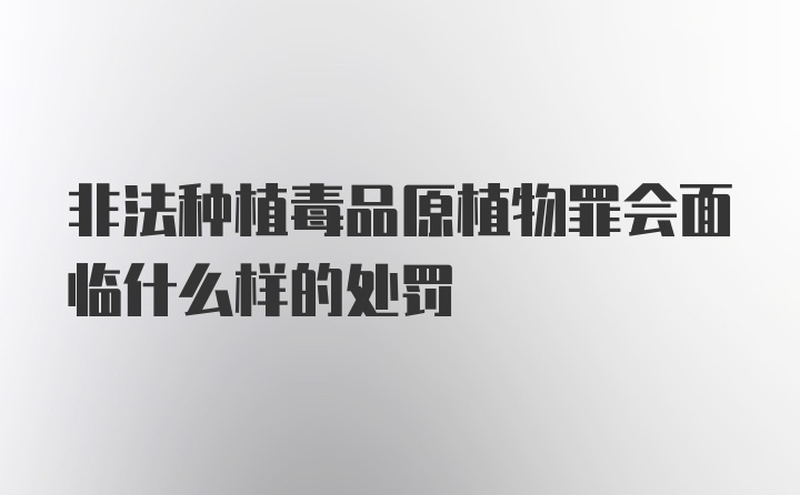 非法种植毒品原植物罪会面临什么样的处罚