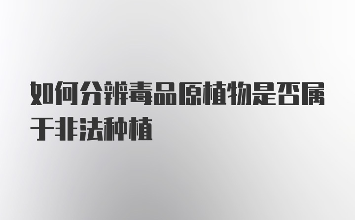 如何分辨毒品原植物是否属于非法种植