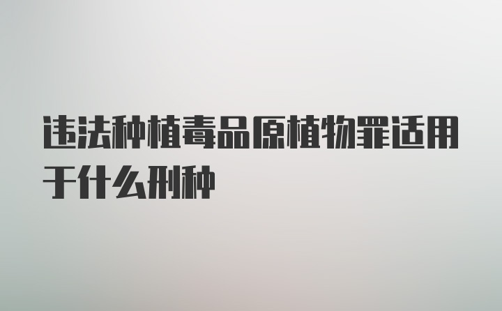 违法种植毒品原植物罪适用于什么刑种