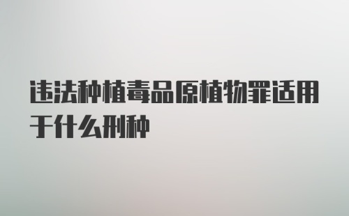 违法种植毒品原植物罪适用于什么刑种