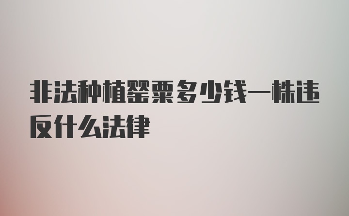 非法种植罂粟多少钱一株违反什么法律