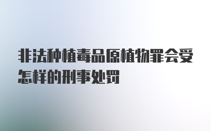 非法种植毒品原植物罪会受怎样的刑事处罚