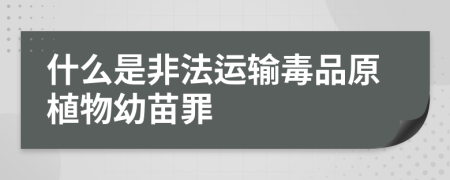 什么是非法运输毒品原植物幼苗罪