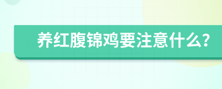 养红腹锦鸡要注意什么？