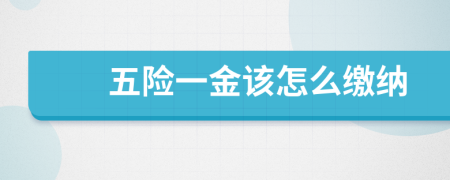 五险一金该怎么缴纳