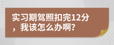 实习期驾照扣完12分，我该怎么办啊？