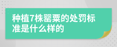 种植7株罂粟的处罚标准是什么样的