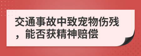 交通事故中致宠物伤残，能否获精神赔偿