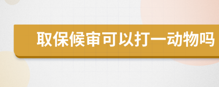 取保候审可以打一动物吗